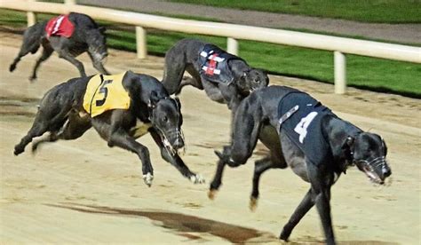 coral greyhound results